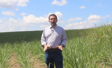 Altitude e microclima mantem produtividade de produtor de cana em União dos Palmares