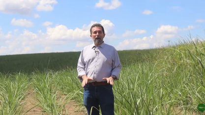 Altitude e microclima mantem produtividade de produtor de cana em União dos Palmares