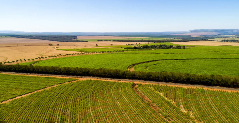 Minas Gerais tem 1 milhão de hectares de cana-de-açúcar Crédito: Gustavo Frazao / Shutterstock