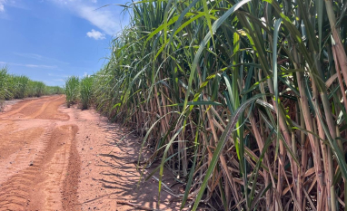 Safra 2026/27 em Minas deve ter mais cana e maior produção de etanol