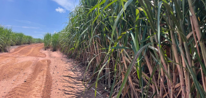 Safra 2026/27 em Minas deve ter mais cana e maior produção de etanol
