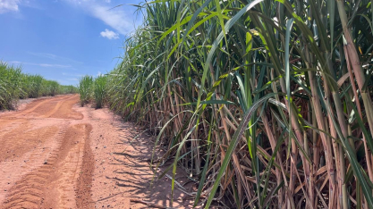 Safra 2026/27 em Minas deve ter mais cana e maior produção de etanol