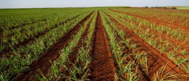 Como ganhar dinheiro com crédito de carbono