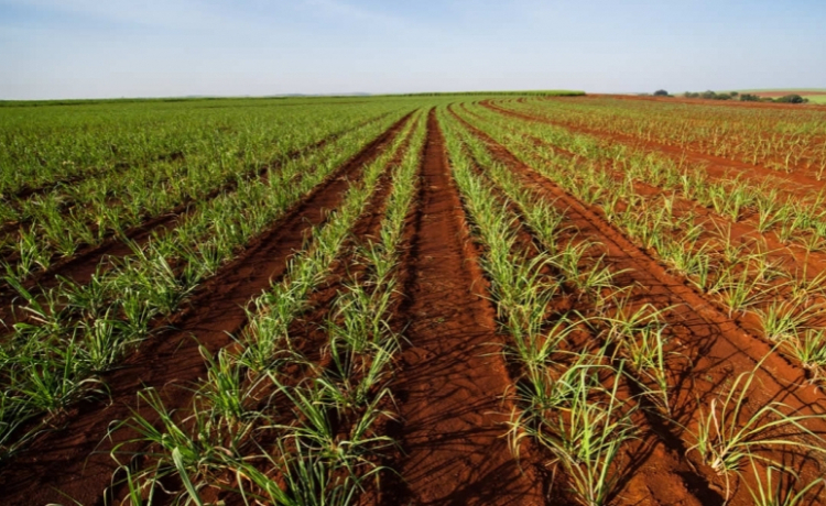 Como ganhar dinheiro com crédito de carbono