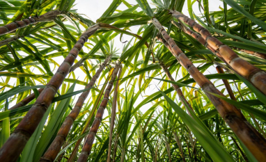Publicado Zarc para cana-de-açúcar com irrigação de salvamento