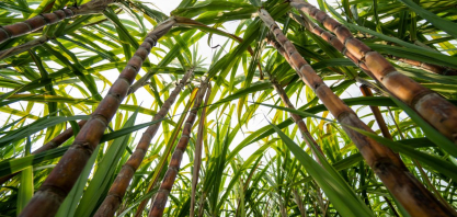 Publicado Zarc para cana-de-açúcar com irrigação de salvamento