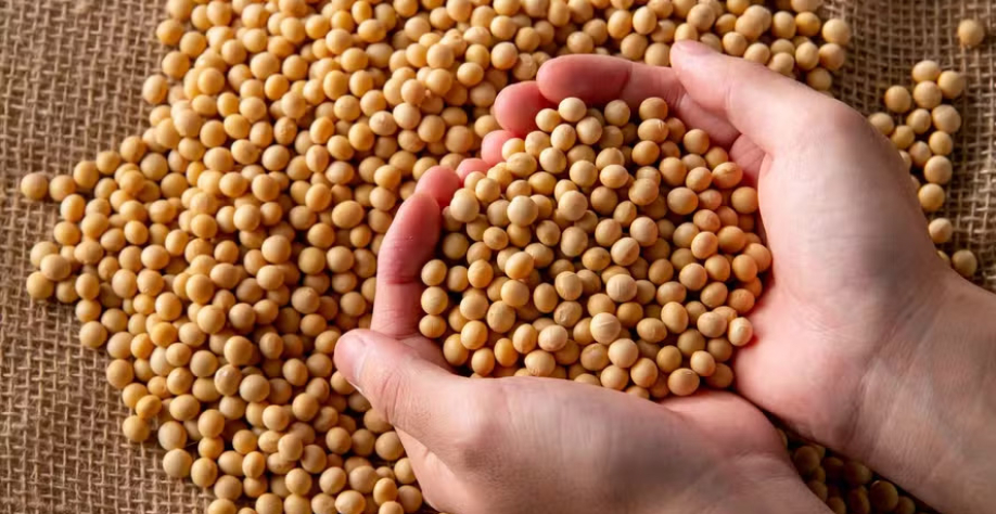 Atualmente, 73% da produção de biodiesel advém do óleo de soja — Foto: Canva/Creative Commons