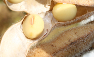 Usina de biodiesel da Soli3 no RS ganha licença prévia e crédito de R$ 300 milhões