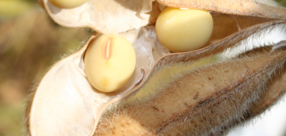 Usina de biodiesel da Soli3 no RS ganha licença prévia e crédito de R$ 300 milhões