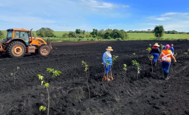 Alcoolvale realiza ação de reflorestamento no Cerrado