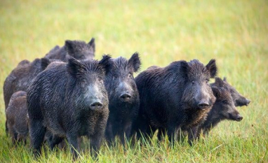 Governo inicia levantamento nacional para mapear avanço de javalis no campo