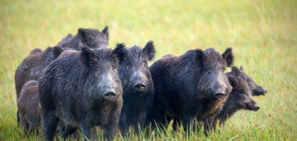 Governo inicia levantamento nacional para mapear avanço de javalis no campo