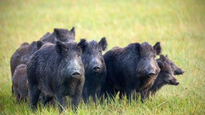 Governo inicia levantamento nacional para mapear avanço de javalis no campo
