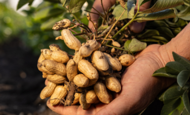 'Dias de Campo' terão tecnologias para o cultivo de amendoim