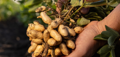 'Dias de Campo' terão tecnologias para o cultivo de amendoim