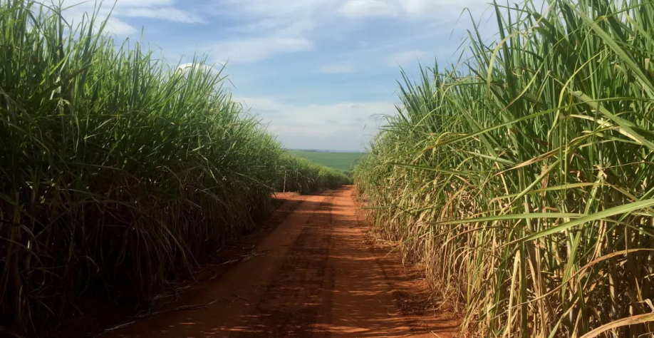 Plantação de cana-de-açúcar no Brasil, matéria-prima para fabricação de etanol  • . Raízen é uma grande produtora de etanol. REUTERS/Marcelo Teixeira/File Photo