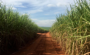 Safra de cana-de-açúcar cresce e muda perfil: mais etanol, menos açúcar
