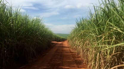Safra de cana-de-açúcar cresce e muda perfil: mais etanol, menos açúcar