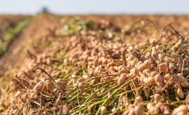 Brasil recebe delegação argentina para intercâmbio no setor do amendoim