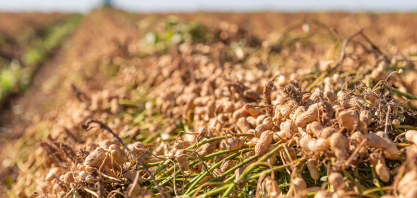 Brasil recebe delegação argentina para intercâmbio no setor do amendoim