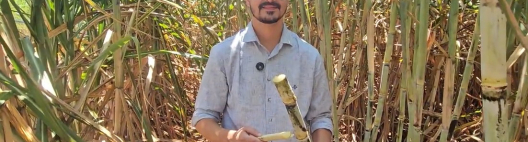 Mesmo em época de crise, a Beggio Lorenzo Agropecuária não reduz investimento em canavial. Pois com a baixa de preço, a saída é ter mais cana para compensar