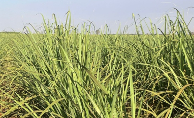 Safra 2026/27 deve ampliar produção de etanol no Centro-Sul