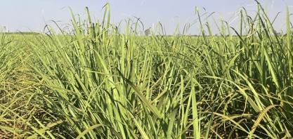 Safra 2026/27 deve ampliar produção de etanol no Centro-Sul