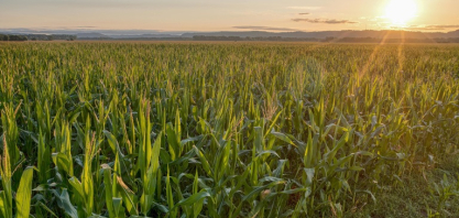 Agropecuária avança 11,7% e lidera crescimento do PIB em 2025