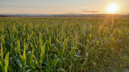 Agropecuária avança 11,7% e lidera crescimento do PIB em 2025