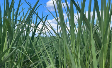 Safra 2026/27 do Centro-Sul deve alcançar 635 milhões de toneladas