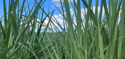 Safra 2026/27 do Centro-Sul deve alcançar 635 milhões de toneladas