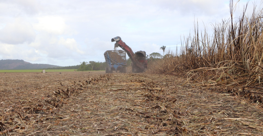 safra 2025/2026 segue na reta final em Alagoas - Foto: BCCOM Comunicação
