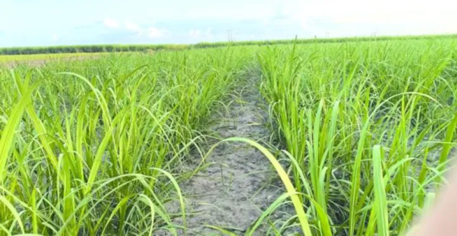 A Ridesa já desenvolveu 134 variedades RB ao longo de 55 anos de pesquisa | Foto: BCCOM ASSESSORIA