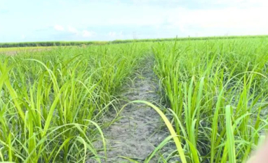 Variedades RB ocupam mais de 55% da área de cultivo de cana no Brasil