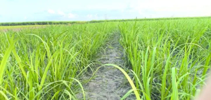 Variedades RB ocupam mais de 55% da área de cultivo de cana no Brasil