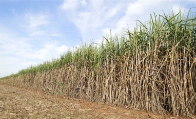 Doenças silenciosas afetam canaviais