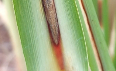 Síndrome da Murcha da Cana-de-Açúcar preocupa o setor e pode causar perdas de até 60%