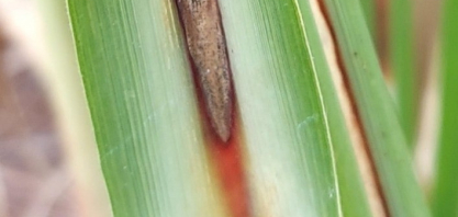 Síndrome da Murcha da Cana-de-Açúcar preocupa o setor e pode causar perdas de até 60%