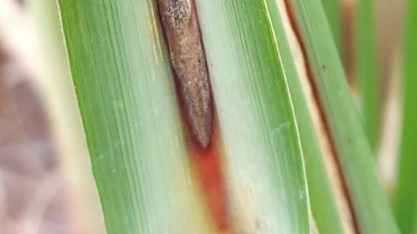 Síndrome da Murcha da Cana-de-Açúcar preocupa o setor e pode causar perdas de até 60%