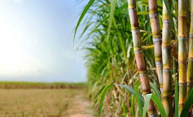Clima irregular e energia sustentam açúcar e etanol