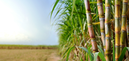 Clima irregular e energia sustentam açúcar e etanol