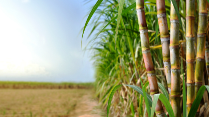 Clima irregular e energia sustentam açúcar e etanol