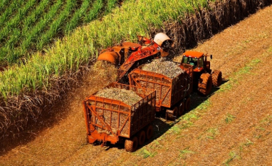 Superávit global de açúcar encolhe com corte na safra da Índia e mudança no mix no Brasil