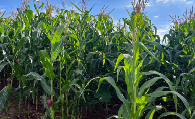 Clima irregular atrasa safrinha e eleva risco produtivo