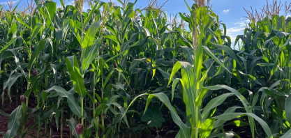 Clima irregular atrasa safrinha e eleva risco produtivo