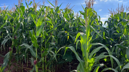 Clima irregular atrasa safrinha e eleva risco produtivo