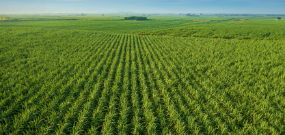 Guerra, câmbio e insumos pressionam setor sucroenergético