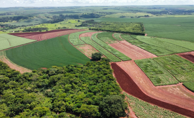 IAC recomenda estratégias de manejo na cana para aumento da produtividade agroindustrial