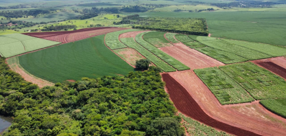 IAC recomenda estratégias de manejo na cana para aumento da produtividade agroindustrial