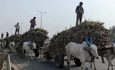 Produção de açúcar na Índia cresce 10,4% e atinge 26,2 milhões de toneladas